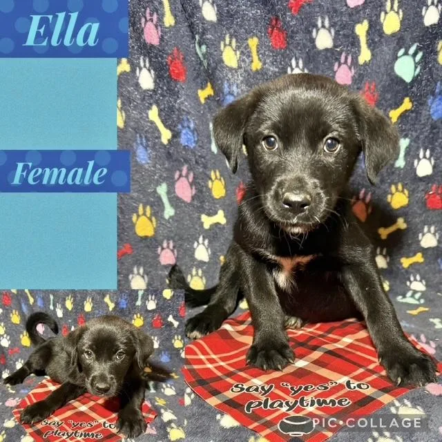 A baby medium-sized female Shepherd dog named Ella for adoption in Manchester, CT