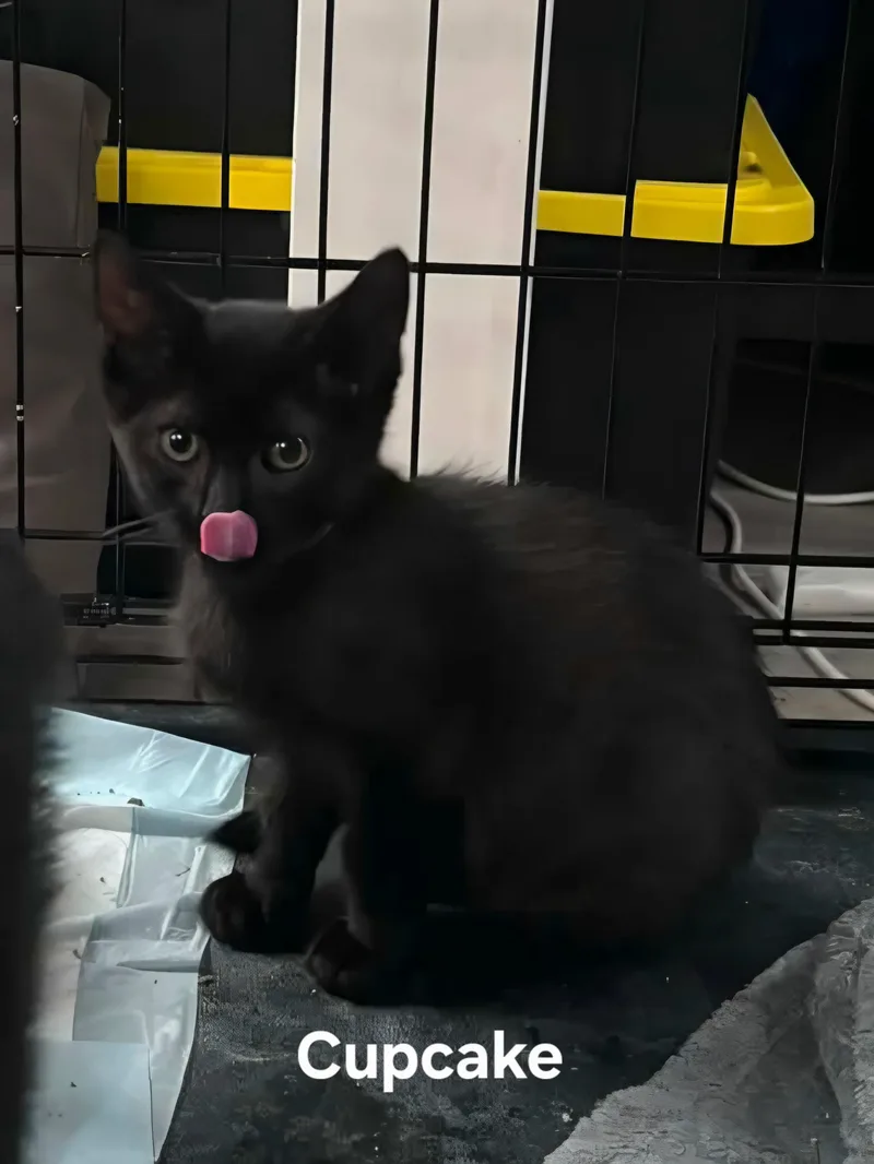 A baby medium-sized male Black Domestic Short Hair cat named Cupcake for adoption in Chicopee, MA