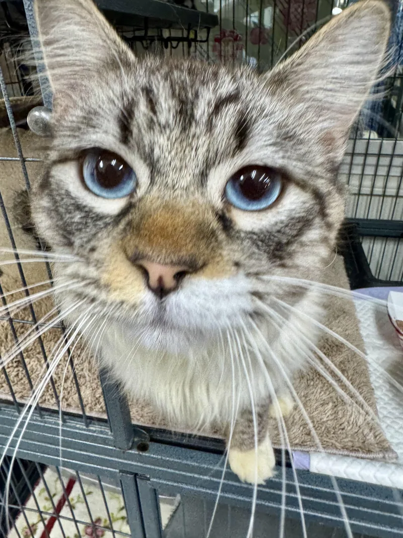 An adult large-sized male Siamese cat named Coconut for adoption in Wasilla, AK