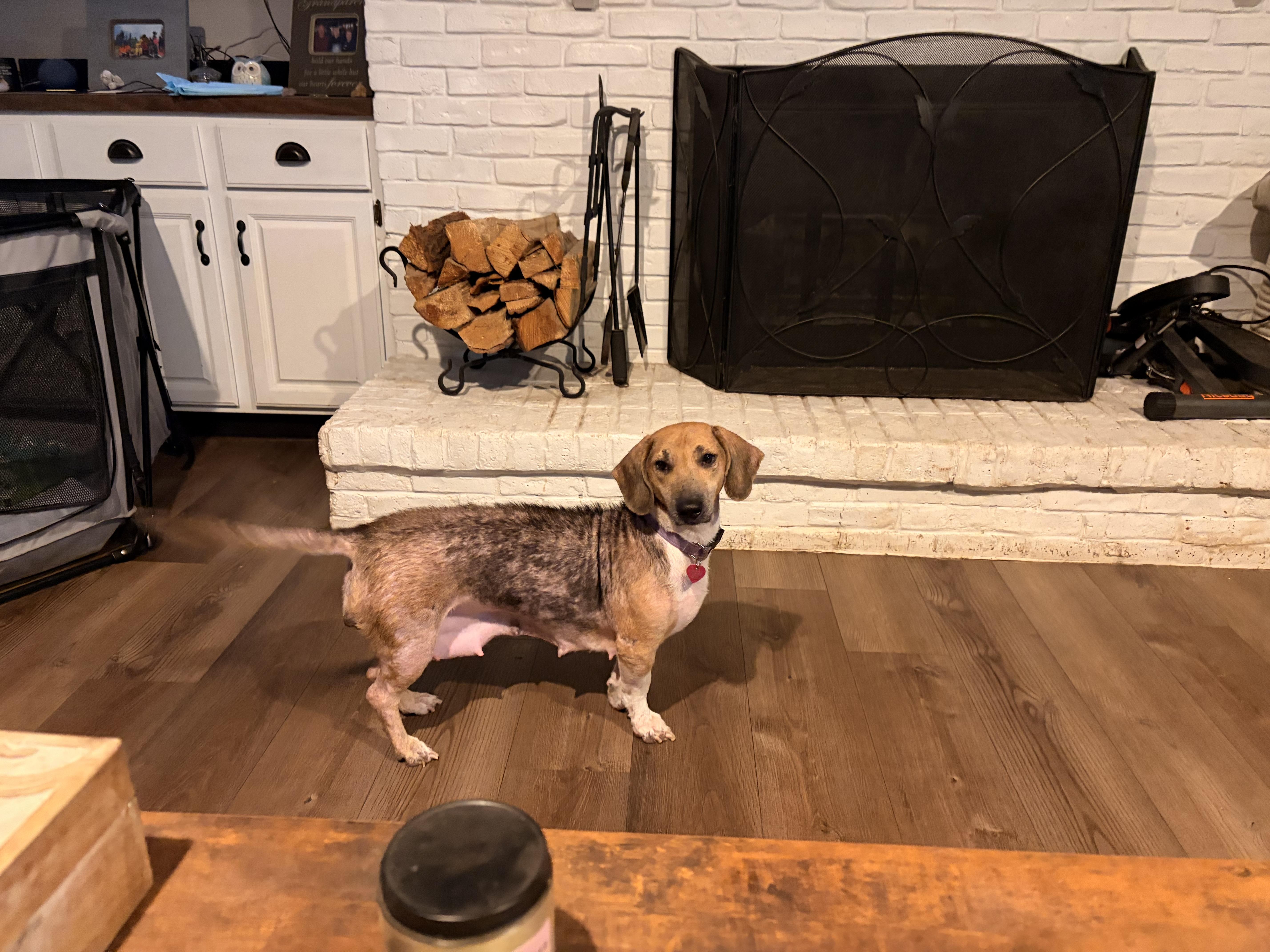An adult small-sized female Basset Hound dog named Taffy Apple for adoption in Byron, IL