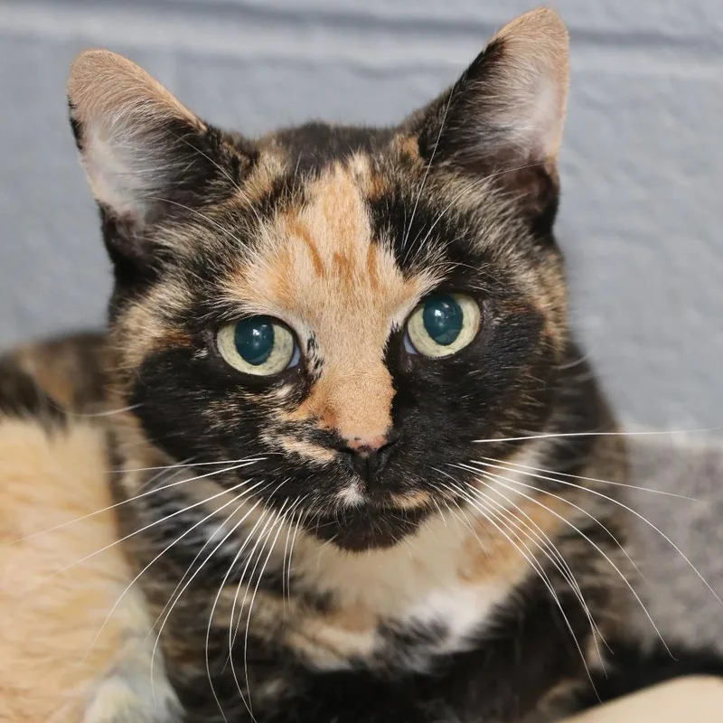 A senior medium-sized female Calico Domestic Short Hair cat named Whiskerella for adoption in Allentown, PA