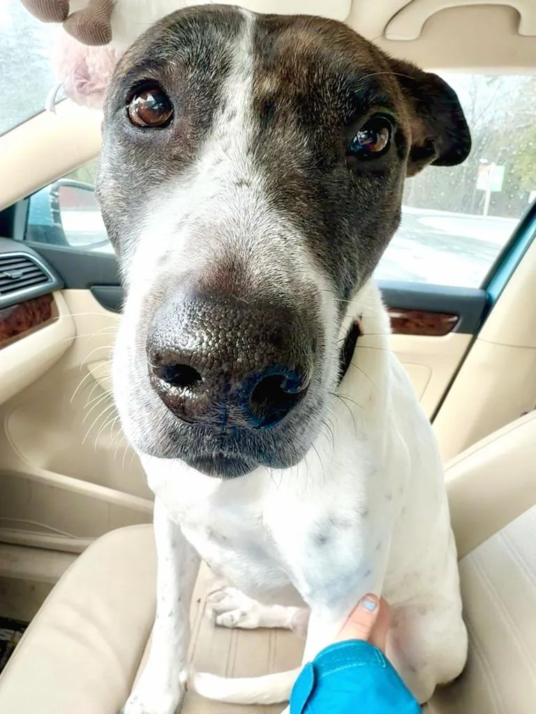 Scrappie  Local thumbnail 2