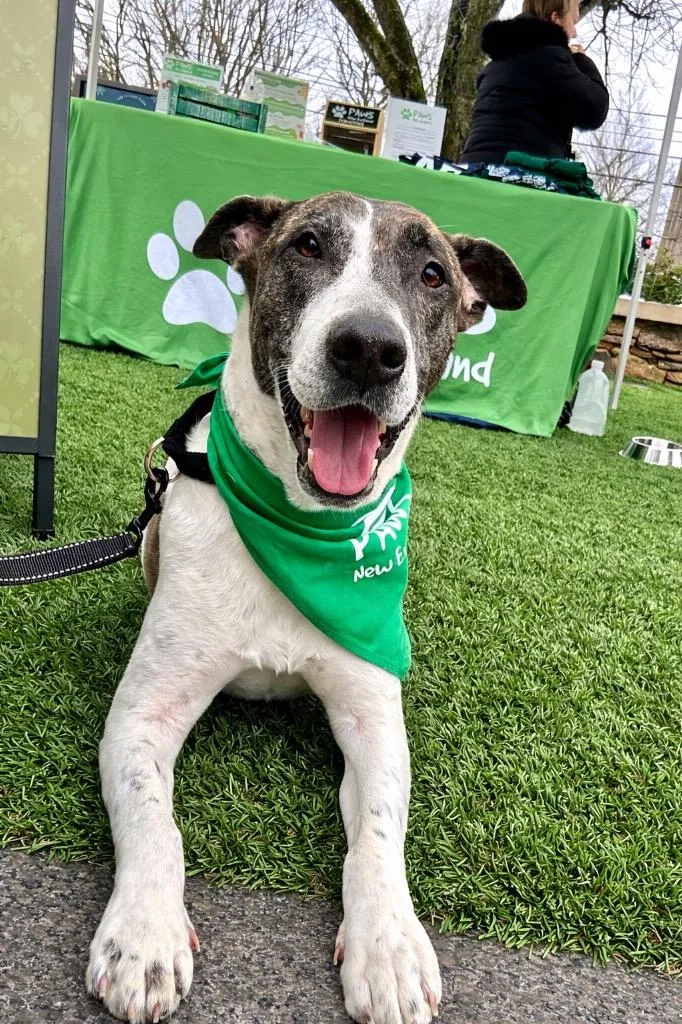 Scrappie  Local thumbnail 4