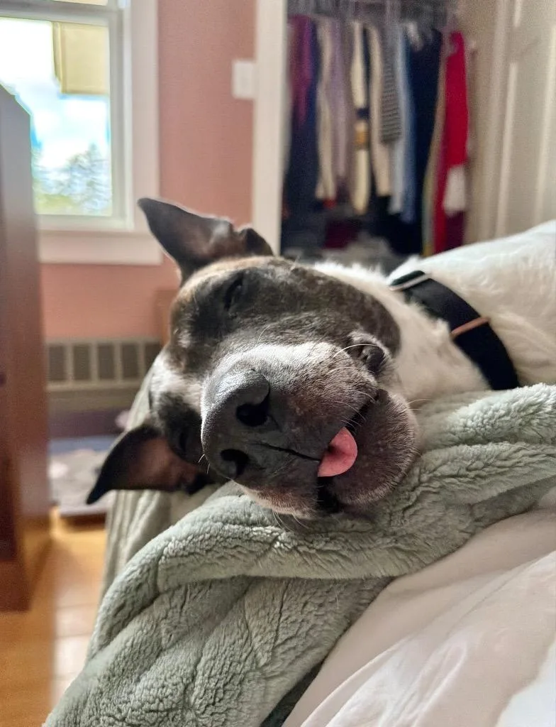 Scrappie  Local thumbnail 6