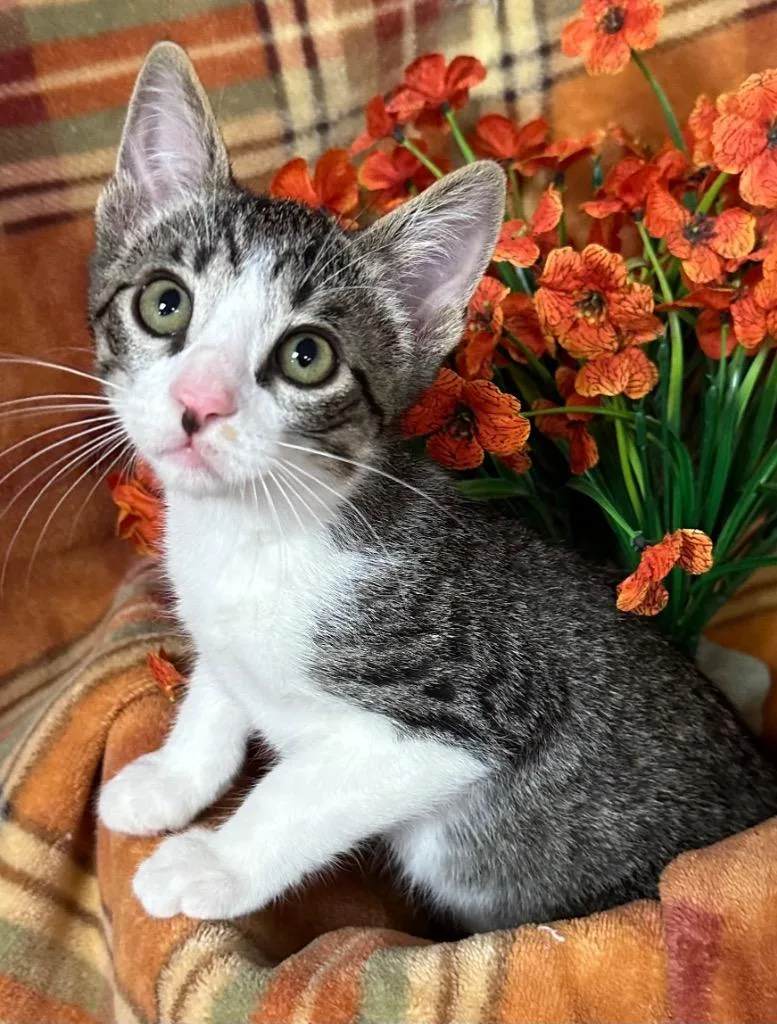 A baby small-sized male Domestic Short Hair cat named Teton for adoption in Stillwater, OK