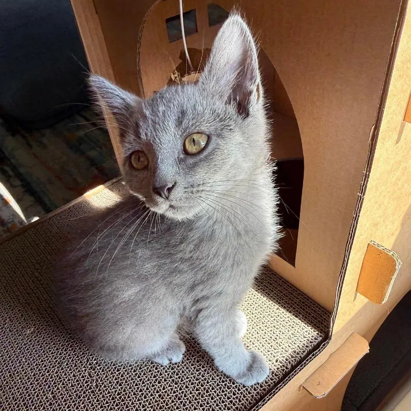 A baby small-sized male Gray / Blue / Silver Domestic Short Hair cat named Kinger for adoption in Springfield, OH