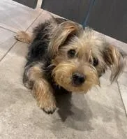 An adult small-sized male Poodle dog named Red Bull for adoption in Kansas City, MO