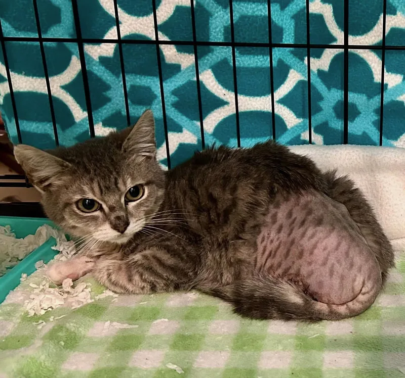 A young medium-sized male Gray & White Domestic Short Hair cat named Tyson for adoption in Jackson, CA