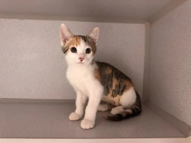 A baby small-sized female Domestic Short Hair cat named Calypso for adoption in Fairfield, CA