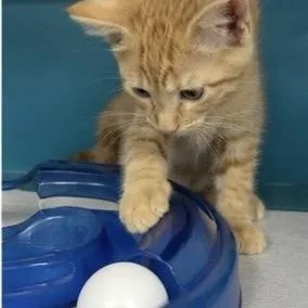 A baby small-sized female Orange / Red Domestic Short Hair cat named Oats for adoption in Commerce City, CO