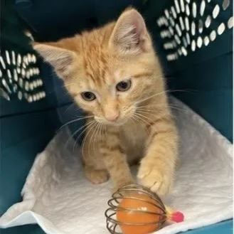 Oats thumbnail 3