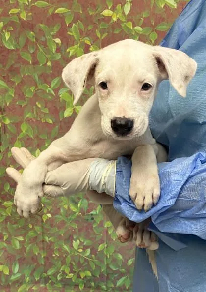A young small-sized female American Staffordshire Terrier dog named Shaggy for adoption in San Antonio, TX