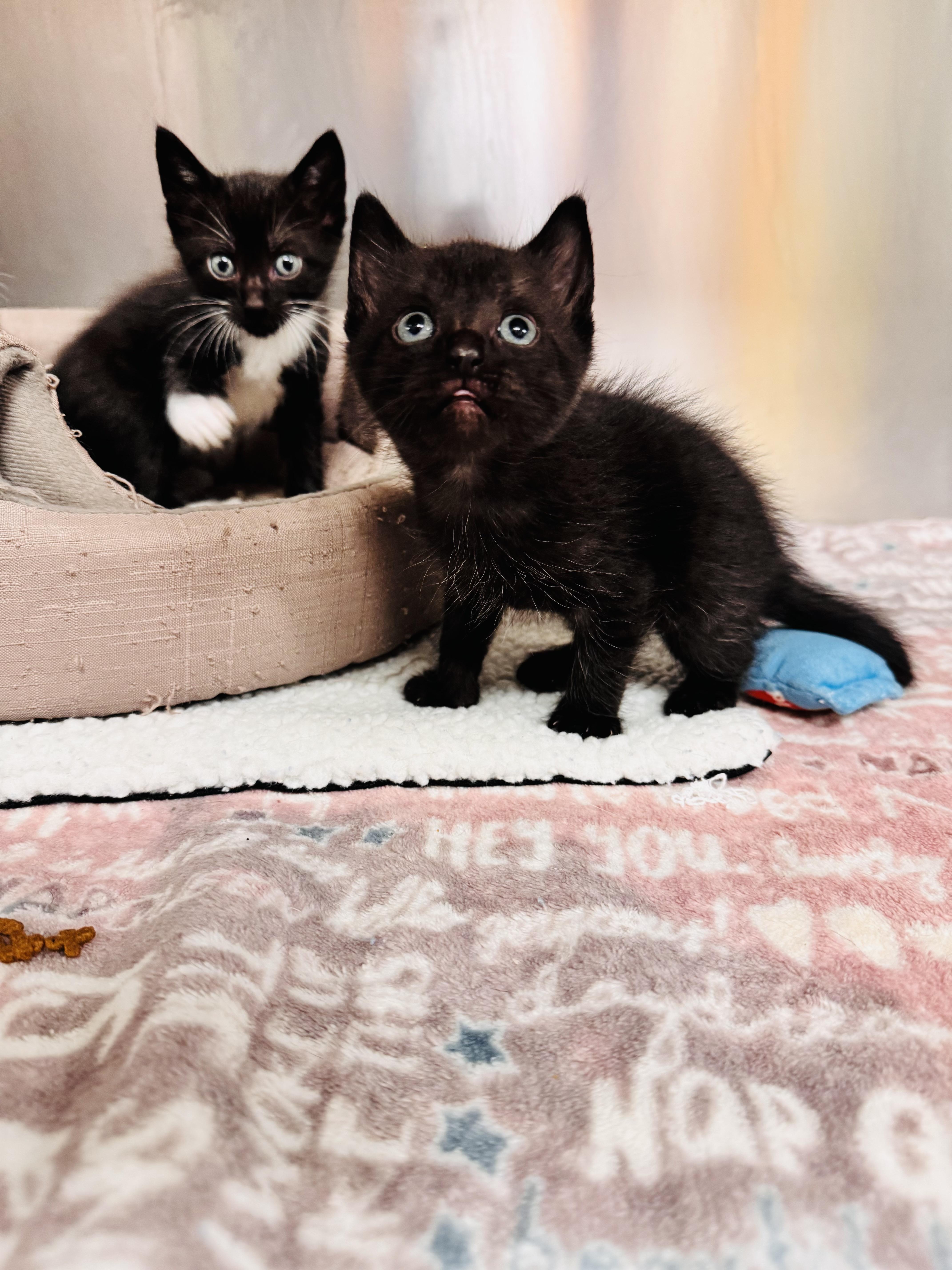 A young medium-sized male Black Domestic Short Hair cat named Midnight for adoption in LANETT, AL