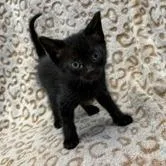 A baby small-sized male Brown / Chocolate Siamese cat named Bert for adoption in Wilmington, DE