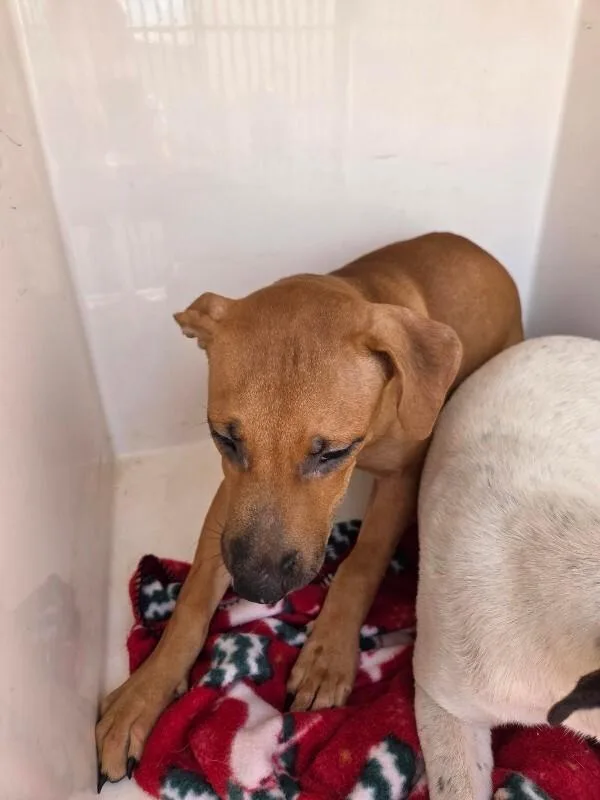 An adult medium-sized female Brown / Chocolate Mixed Breed dog named Gisselle for adoption in Mobile, AL
