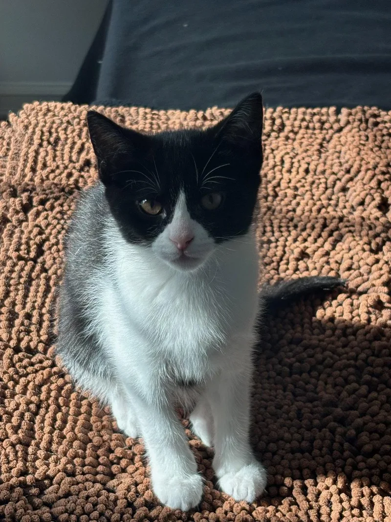 A baby medium-sized female Black & White / Tuxedo Domestic Short Hair cat named Dorothy for adoption in Utica, MI