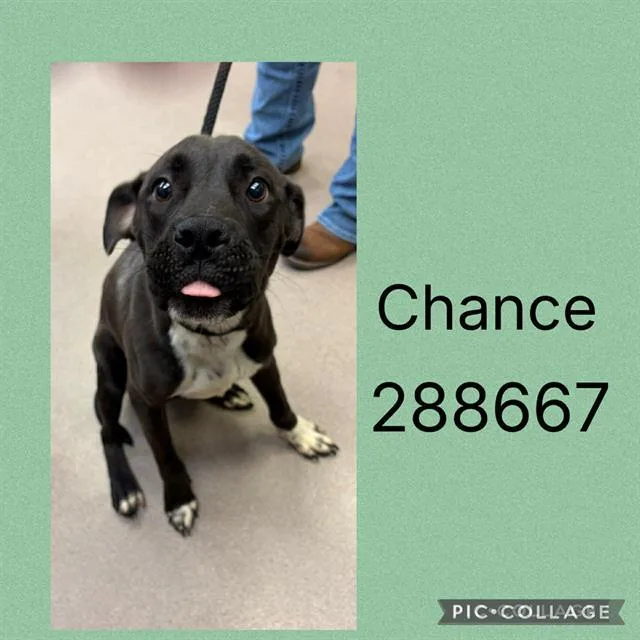 A young medium-sized male Mixed Breed dog named Chance for adoption in Macon, GA
