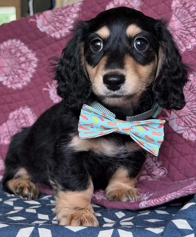 A young small-sized male Dachshund dog named Maze for adoption in Reddick, FL
