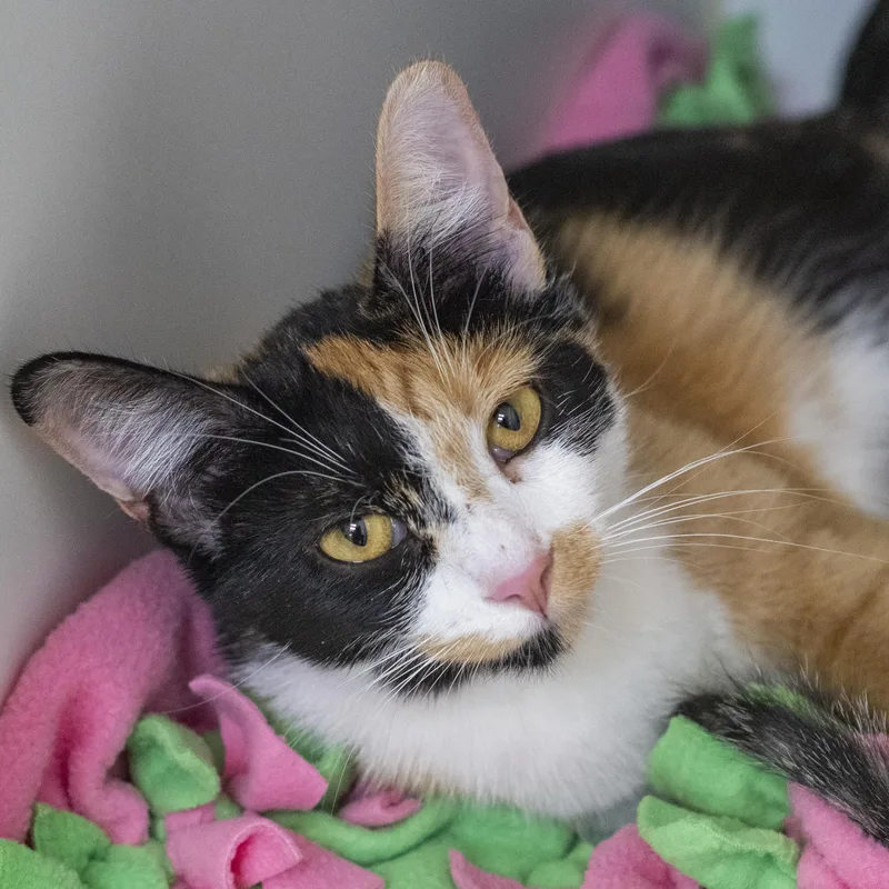 An adult medium-sized female Calico Domestic Short Hair cat named Gala for adoption in Pontiac, MI