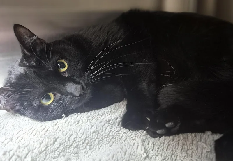 An adult medium-sized female Black & White / Tuxedo Domestic Short Hair cat named Nyx for adoption in Bluffton, IN