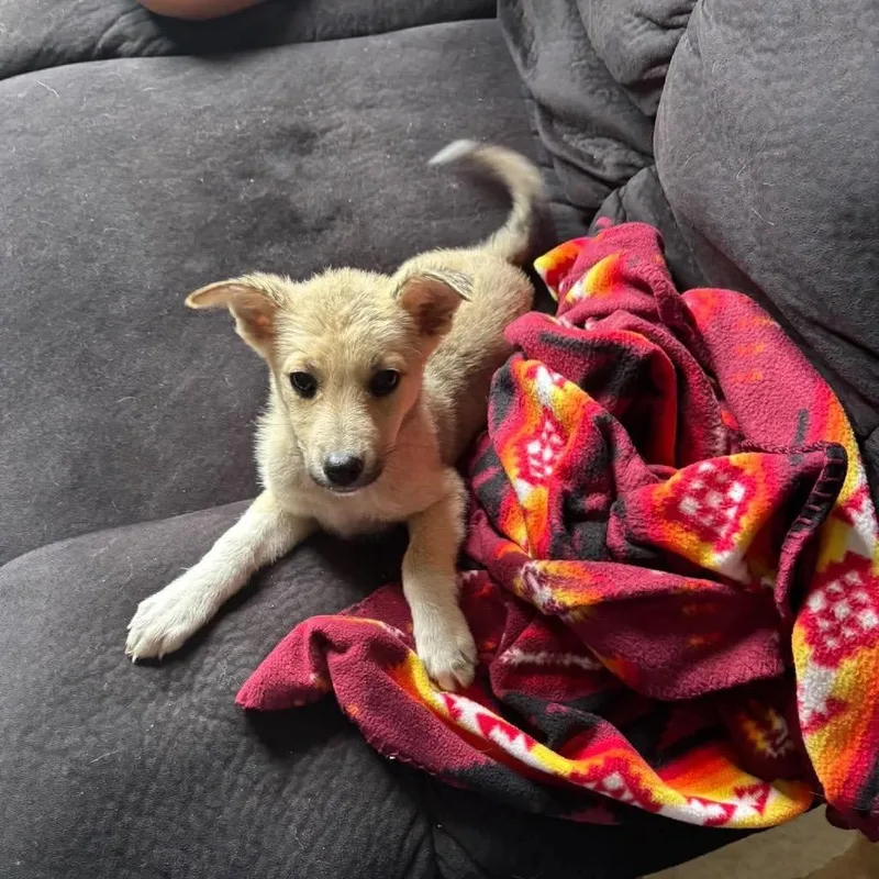 A baby small-sized female Yellow / Tan / Blond / Fawn Mixed Breed dog named Hashbrown for adoption in Buffalo, MN