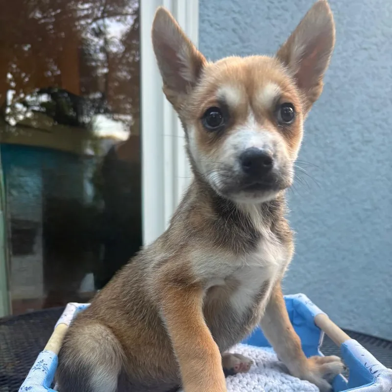 A baby small-sized female Brown / Chocolate Mixed Breed dog named Racecar for adoption in Buffalo, MN