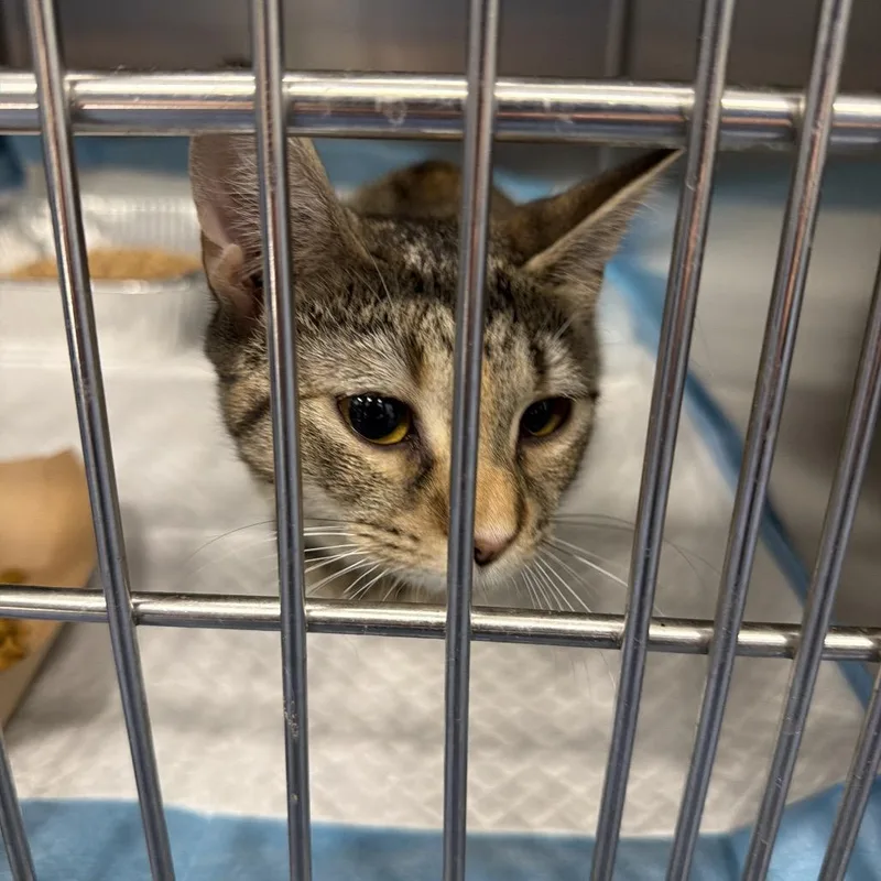 A baby small-sized female Brown / Chocolate Domestic Short Hair cat named Precious for adoption in Greensboro, NC