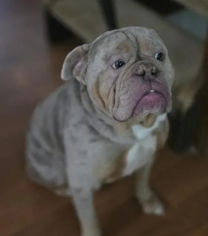 Kubo