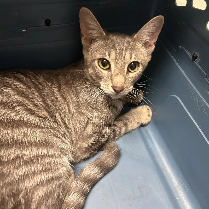 A young medium-sized female Gray / Blue / Silver Domestic Short Hair cat named Shakira for adoption in Philadelphia, PA
