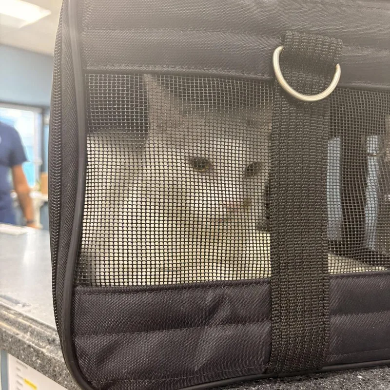 A senior medium-sized male White Domestic Short Hair cat named Kumo Yuki for adoption in Newark, NJ