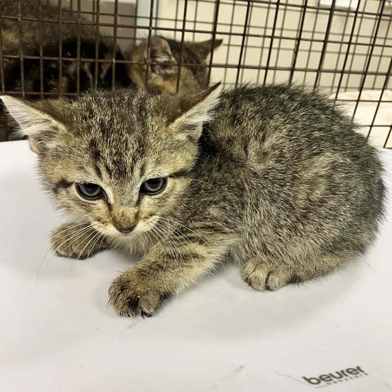 A baby small-sized female Brown / Chocolate Domestic Short Hair cat named Posie for adoption in Las Cruces, NM