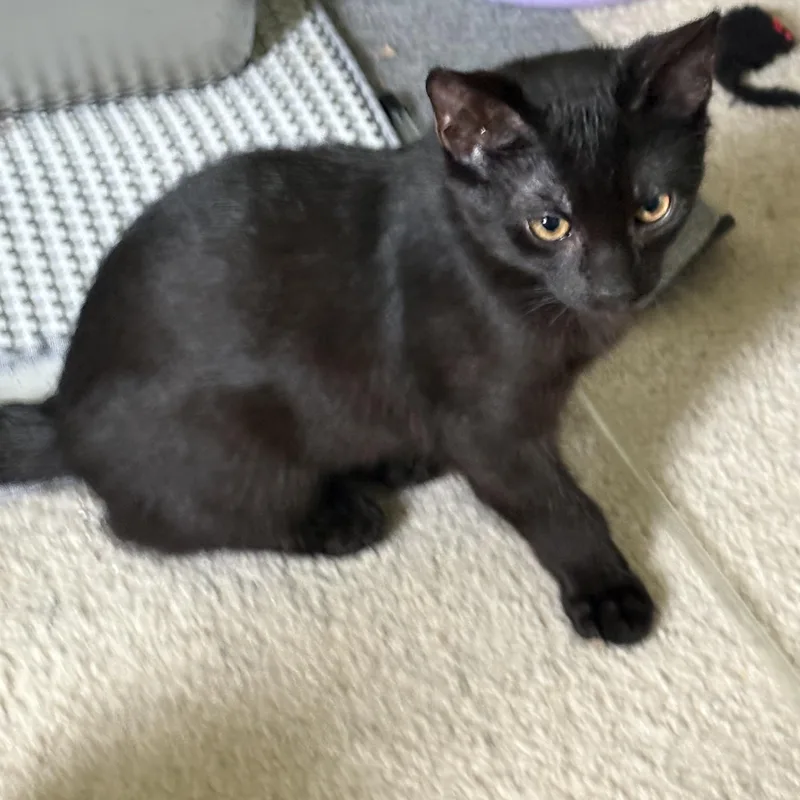 A baby medium-sized male Black Domestic Short Hair cat named Jinx for adoption in Avondale, PA