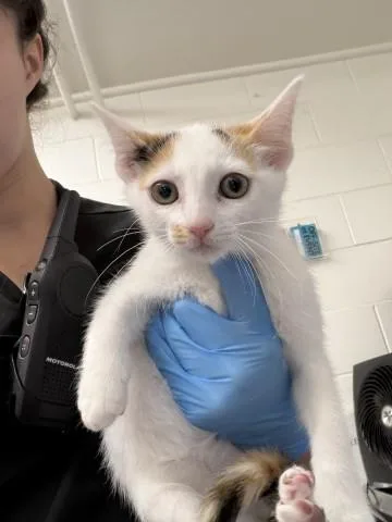 A baby small-sized female Domestic Short Hair cat named Astrid for adoption in San Bernardino, CA