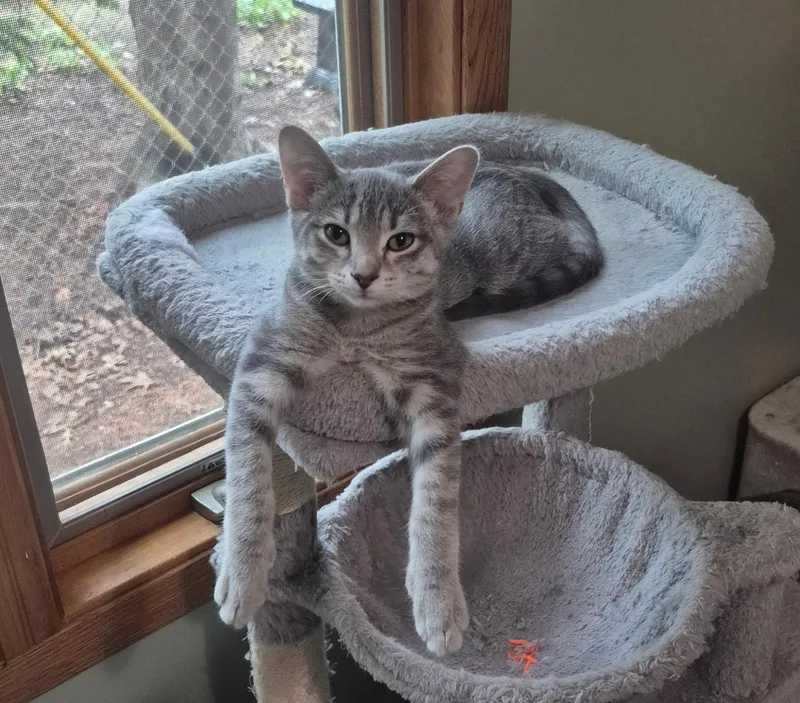 A baby medium-sized male Domestic Short Hair cat named Lil Latte and Tigru for adoption in Blaine, MN