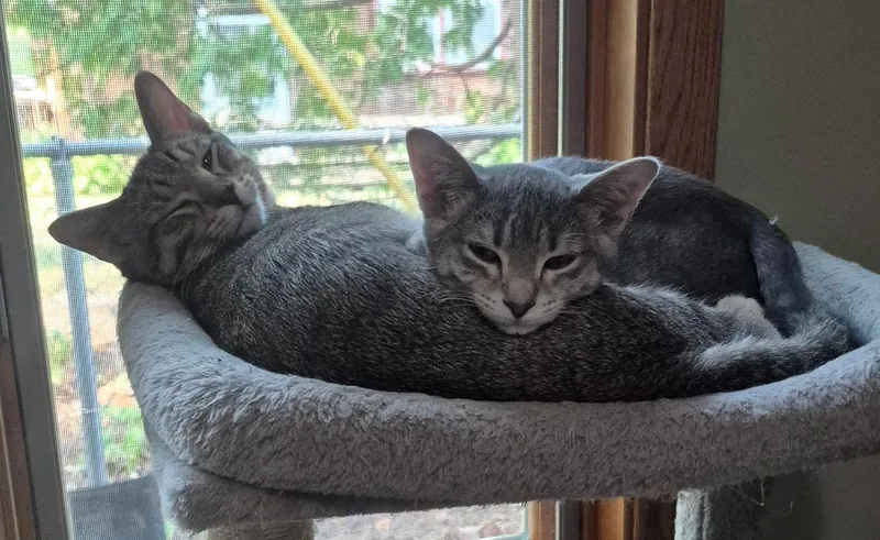 Lil Latte and Tigru thumbnail 3