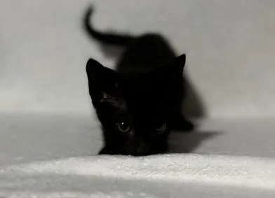 A baby medium-sized male Black Domestic Short Hair cat named Jett for adoption in Liverpool, TX