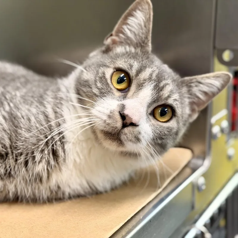 An adult medium-sized male Tabby (Gray / Blue / Silver) Domestic Short Hair cat named Blade for adoption in Jackson, NJ