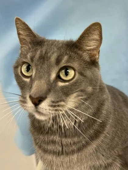 A senior medium-sized male Domestic Short Hair cat named Prince for adoption in Venice, FL