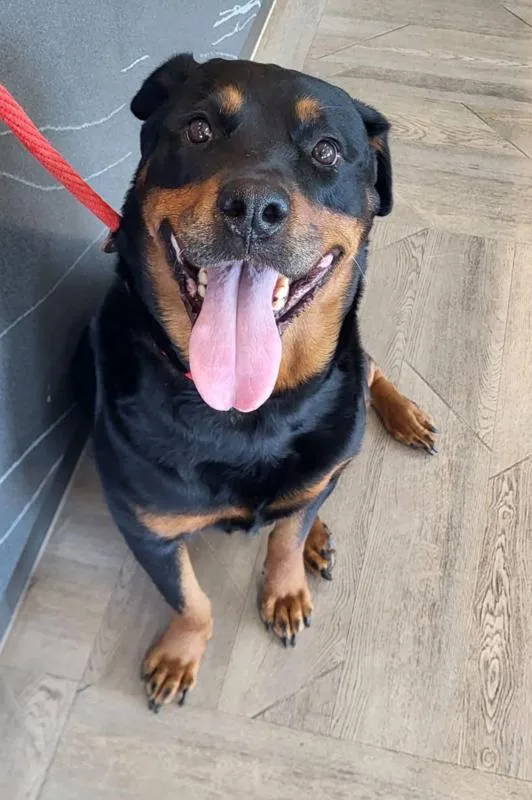 An adult large-sized female Rottweiler dog named Sadie for adoption in Oswego, IL