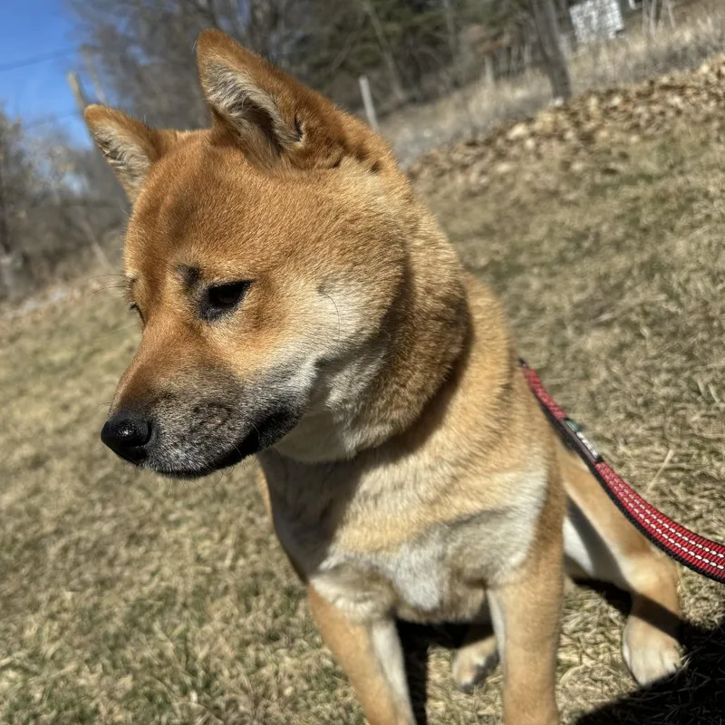 An adult medium-sized male Red / Chestnut / Orange Shiba Inu dog named Kona for adoption in Glenwood, MN