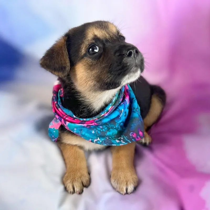 A baby small-sized female Brown / Chocolate Shepherd dog named Arlene for adoption in Boerne, TX