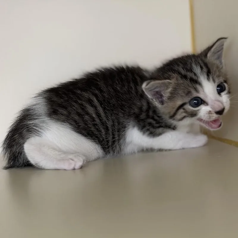 A baby small-sized female Brown / Chocolate Domestic Short Hair cat named Waverunner for adoption in Hinesville, GA
