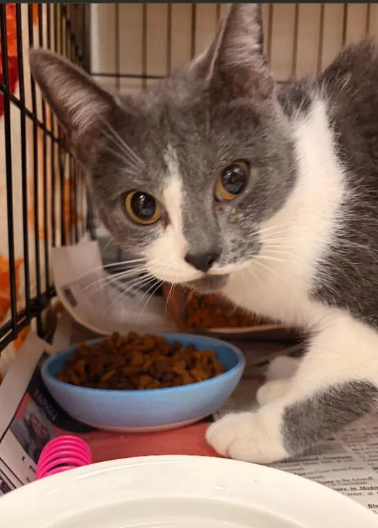 An adult medium-sized male Gray / Blue / Silver Domestic Short Hair cat named Skip for adoption in Cincinnati, OH