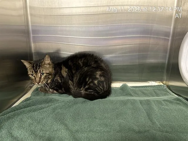 An adult small-sized male Domestic Short Hair cat named Miru for adoption in Ocala, FL
