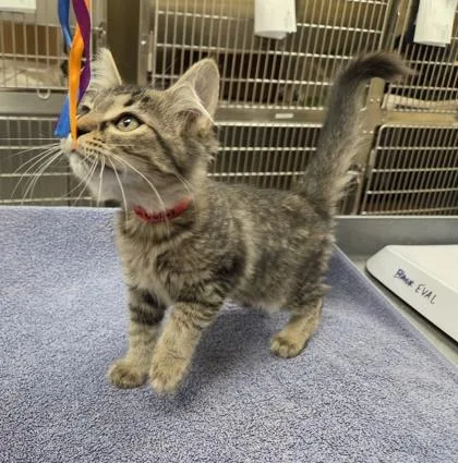 A baby small-sized female Domestic Medium Hair cat named Bink for adoption in Westland, MI
