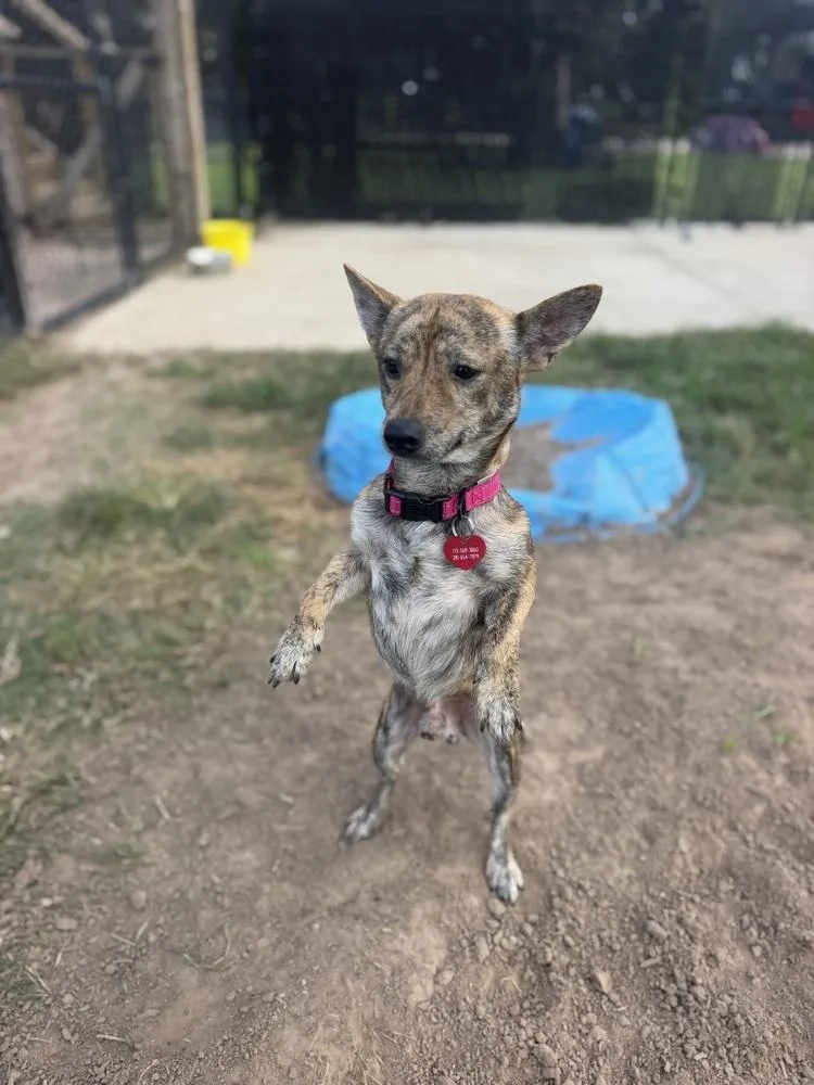 An adult small-sized male Tricolor (Brown, Black, & White) Chihuahua dog named Edward for adoption in Richmond, TX