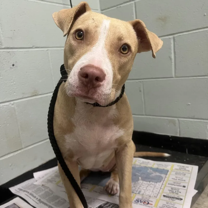 An adult medium-sized female Yellow / Tan / Blond / Fawn Mixed Breed dog named Sipsy for adoption in Monroeville, AL