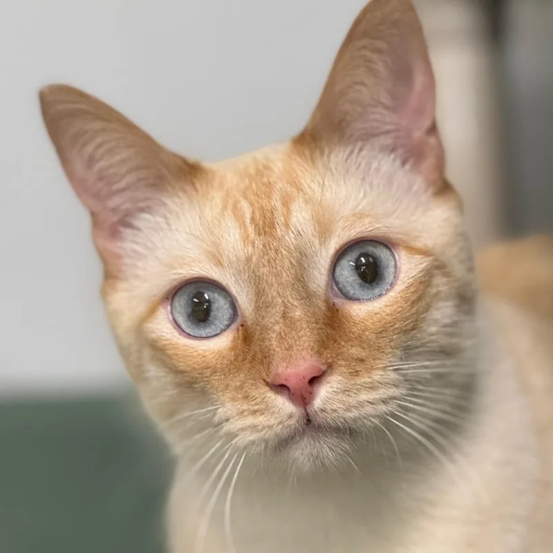An adult large-sized male Flame Point Domestic Short Hair cat named Steven for adoption in Decatur, GA