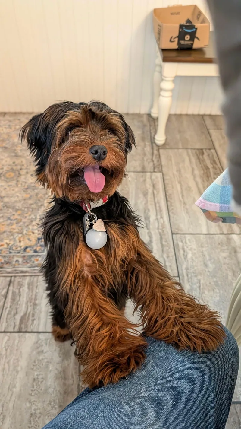 A baby small-sized female Yorkie Poo dog named Lucy Lou for adoption in Youngstown, OH