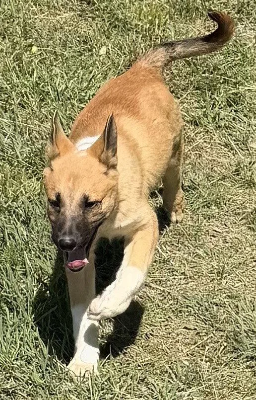 A young medium-sized female German Shepherd Dog dog named Scarlett for adoption in Sebec, ME